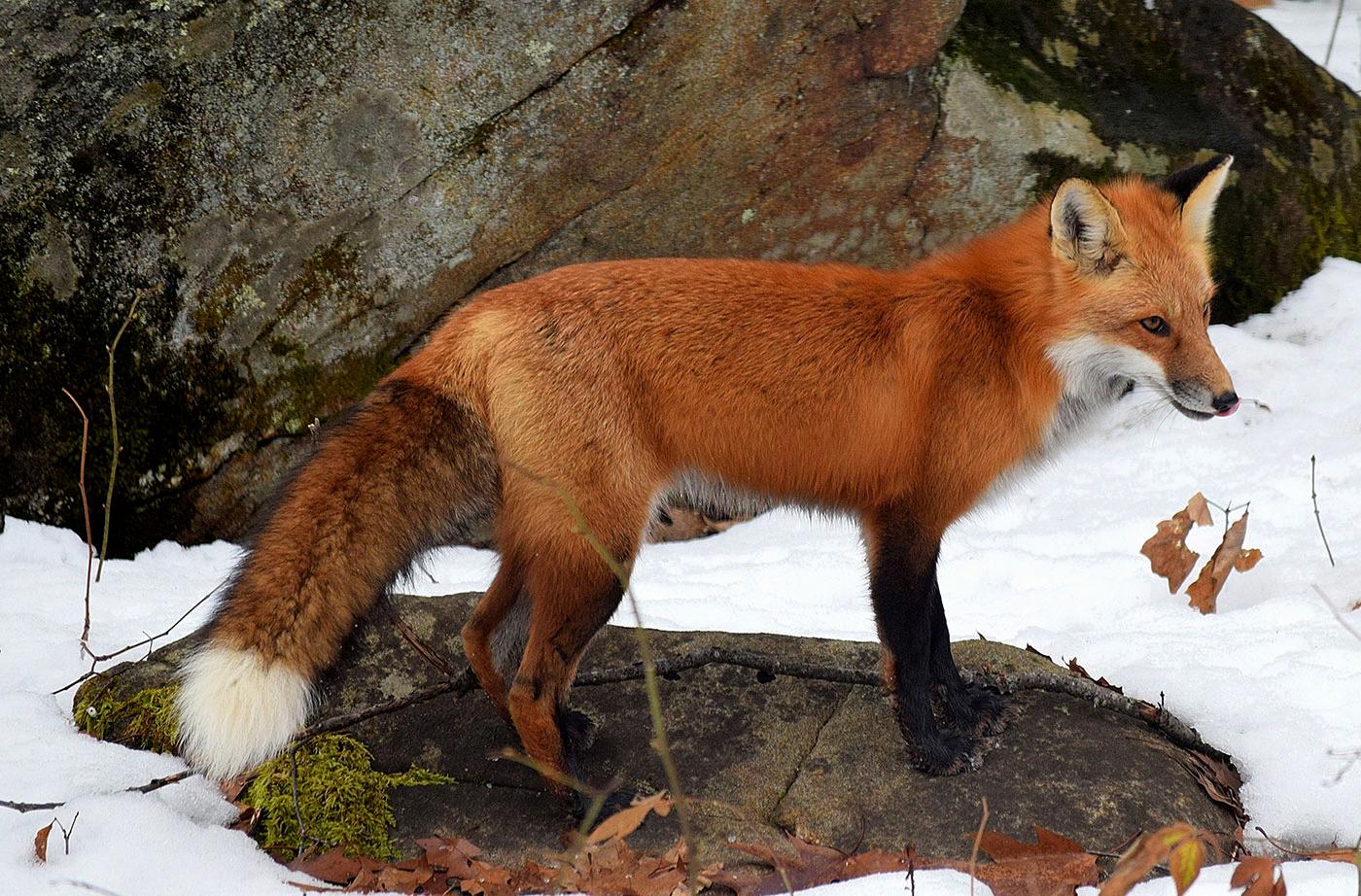 fire fox animal