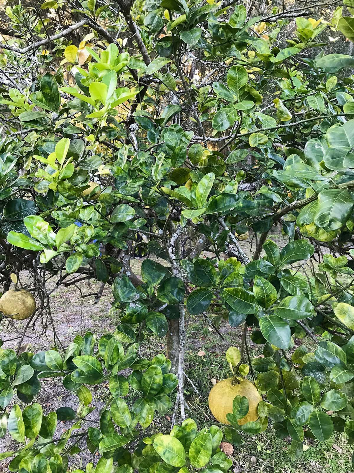 florida pomelo