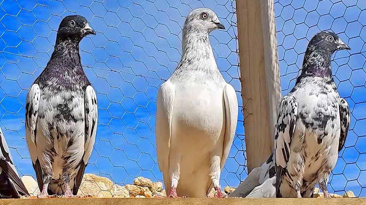 flyer pigeon