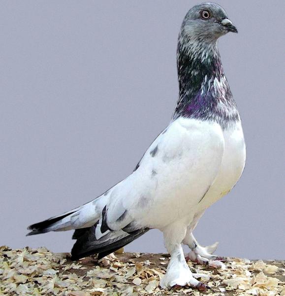 flyer pigeon