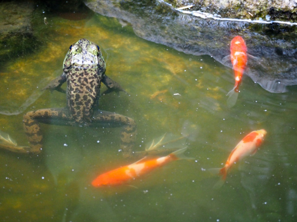 frogs and fish in pond 1678445090