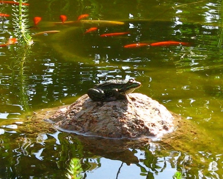 frogs and fish in pond 1678445116