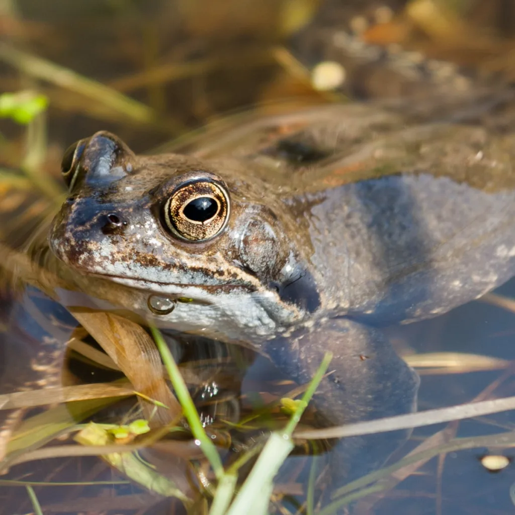 frogs in ponds 1678445140