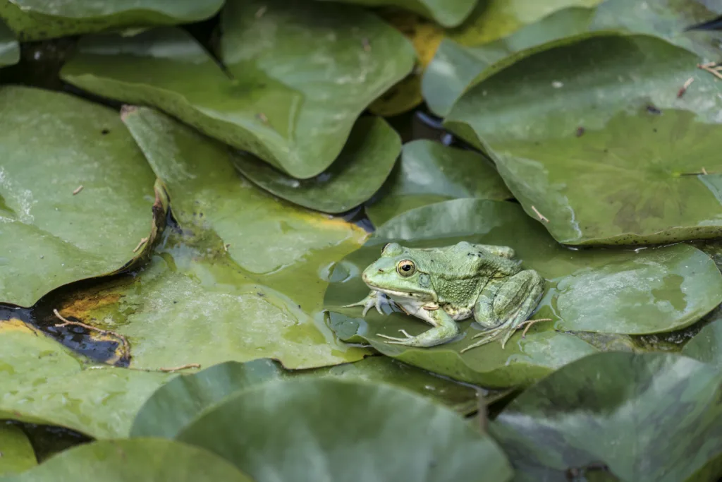 frogs in ponds 1678445178