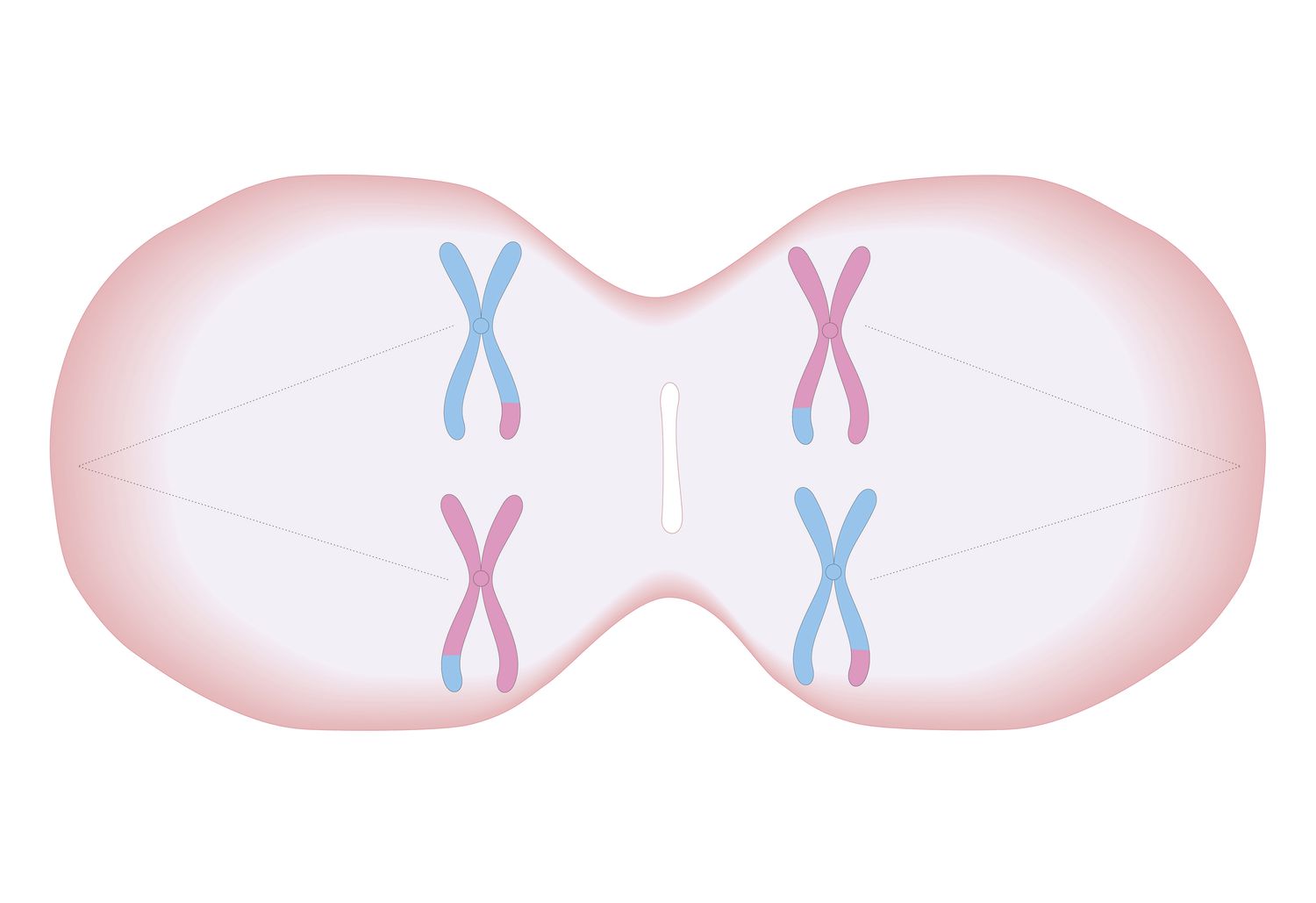 The Miracle Of Fertilization: Two Haploid Cells Creating Life