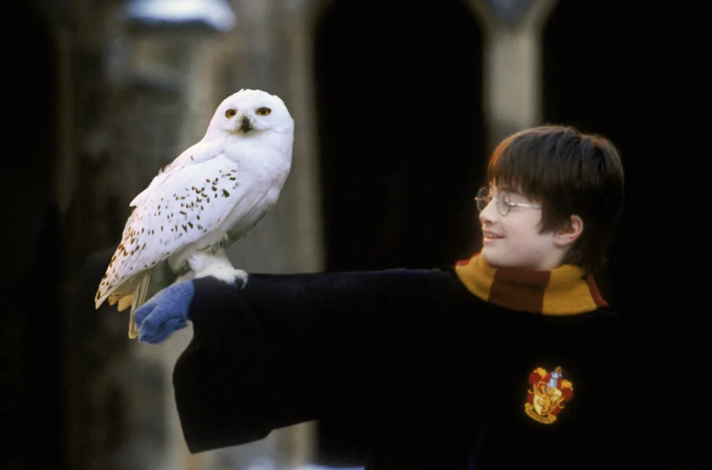 harry potter owl 1680257757