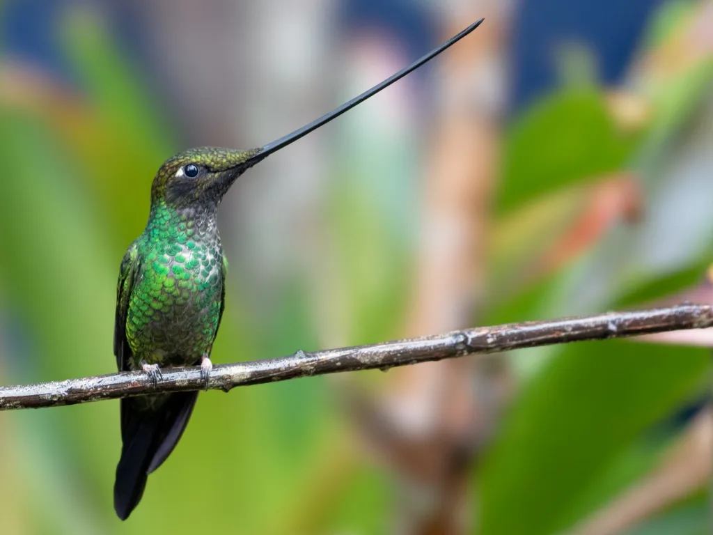 hummingbird largest beak 1678530765