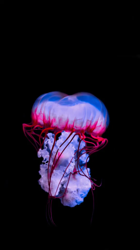 jellyfish 1678521016