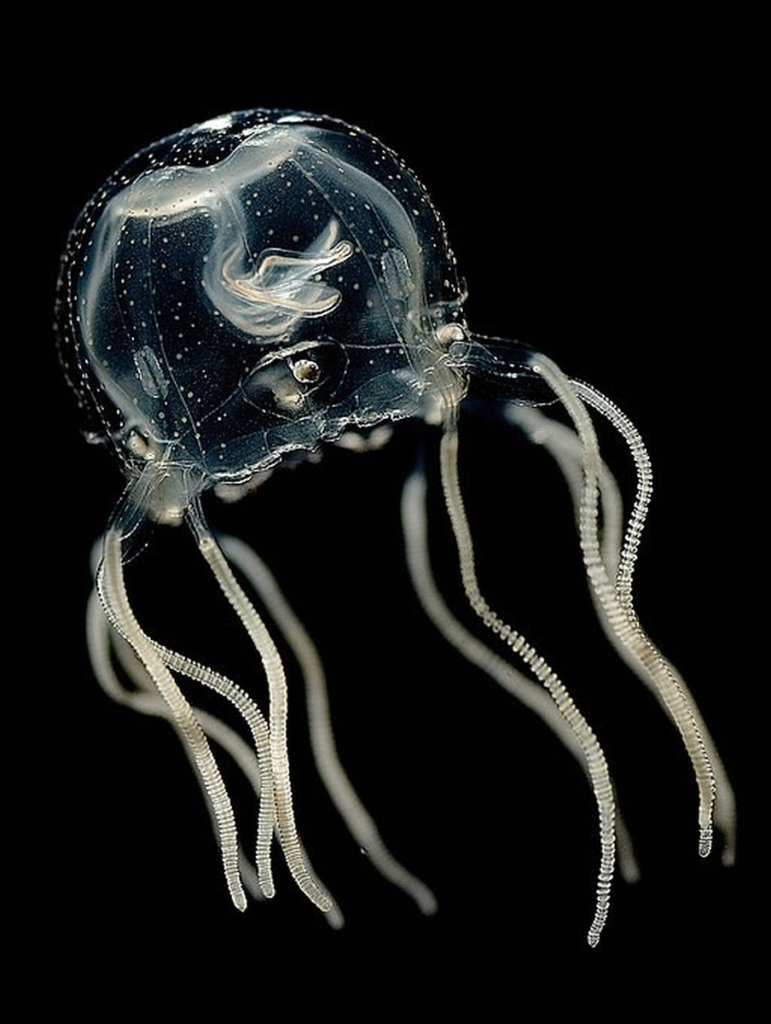 jellyfish eyes 1678520984