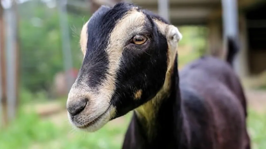 lamancha goat 1679995952
