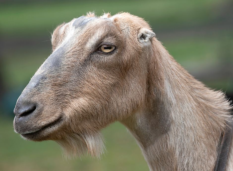 lamancha goat 1679995988