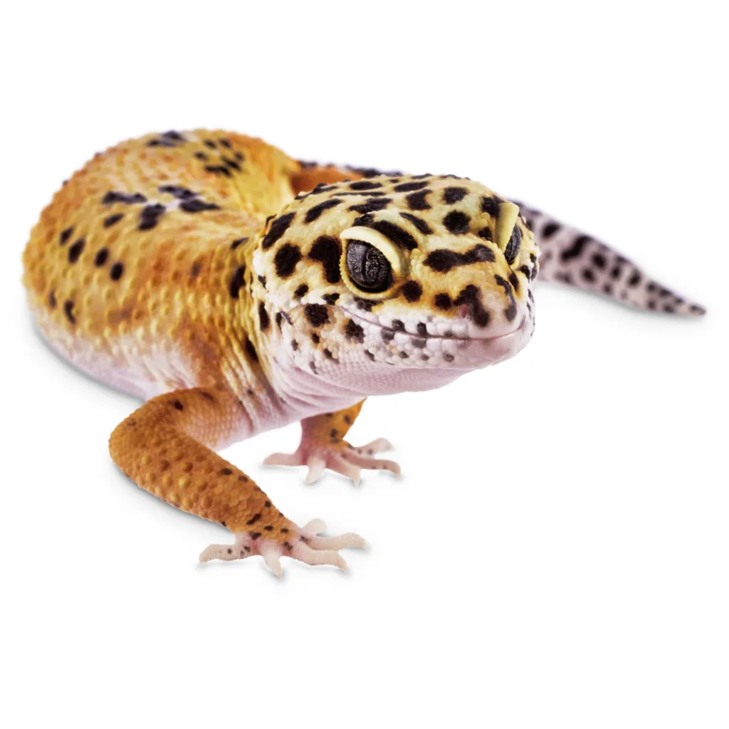leopard gecko 1678524932