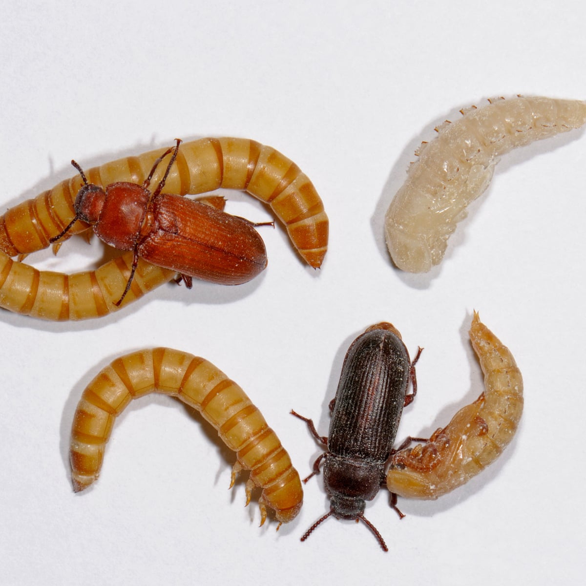 Will My Mealworms Turn Into Beetles at Craig Knight blog