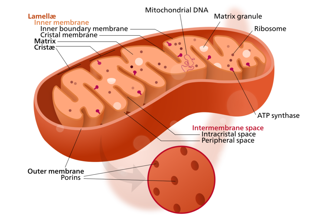 mitochondrial ribosomes 1679482629