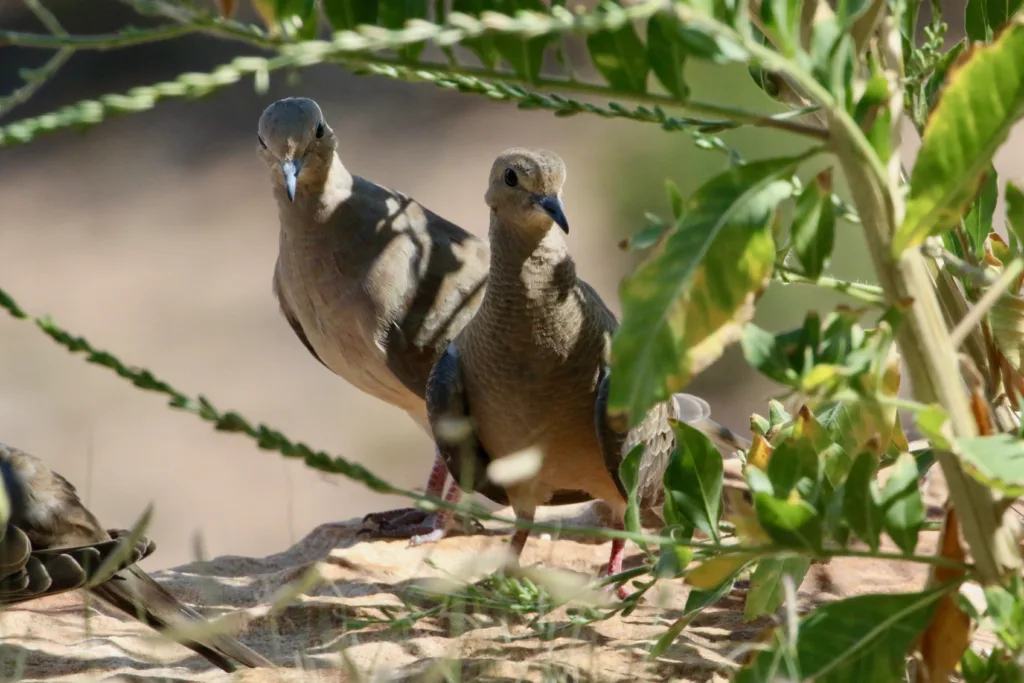 mourning dove 1678440415