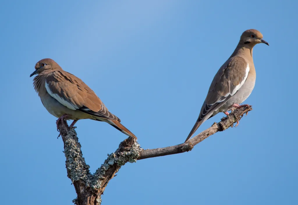 mourning dove 1678440419