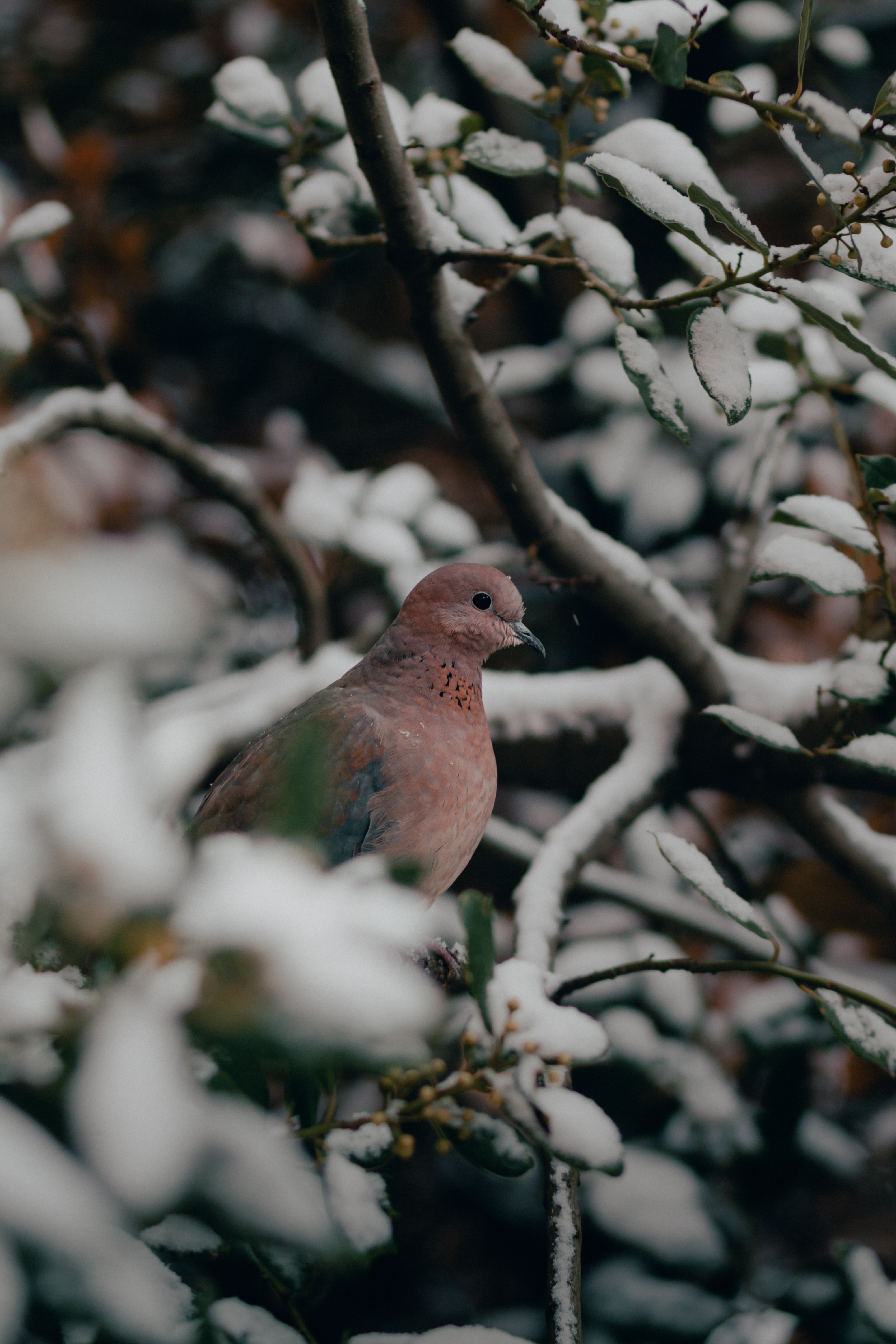 mourning dove 1678440424