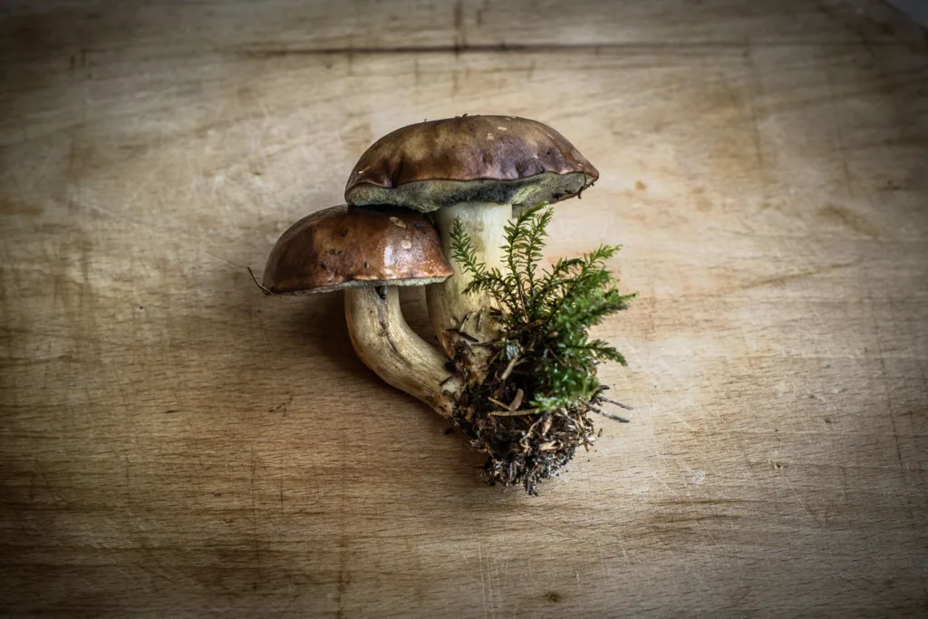 mushroom dish 1678529455