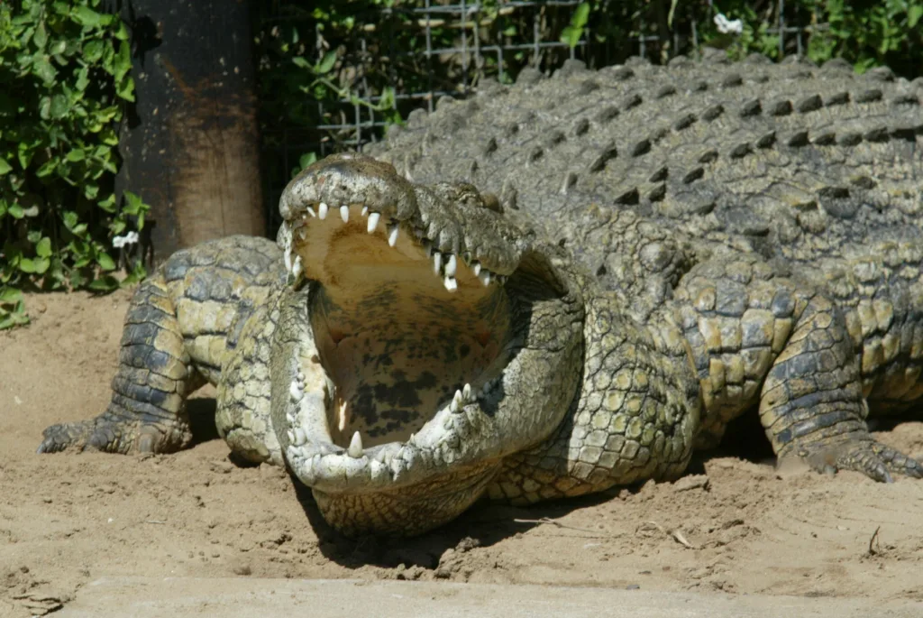 nile crocodiles in florida 1678353063