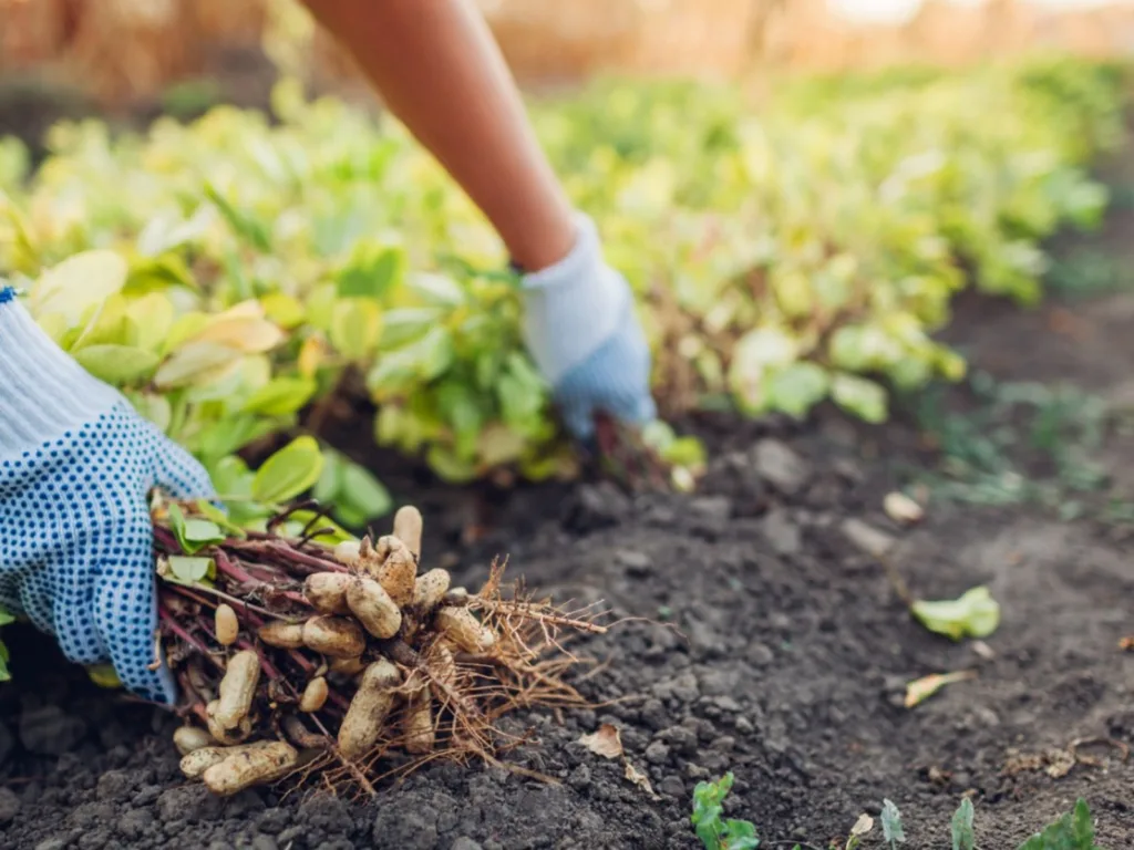 Why Do Peanuts Grow Underground 