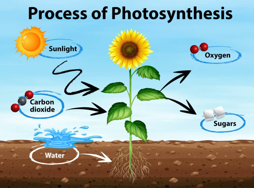 photosynthesis 1679993592