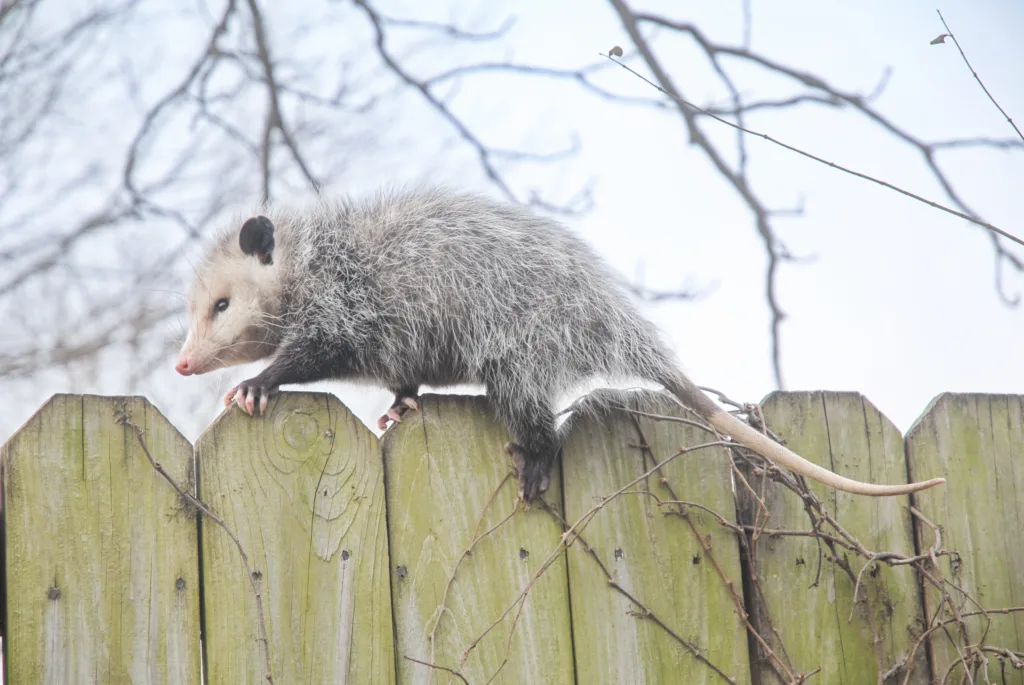 possum 1678547326