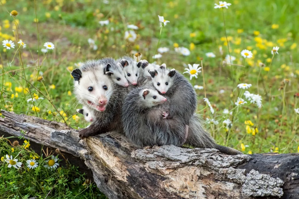 possum baby pouch 1678547301