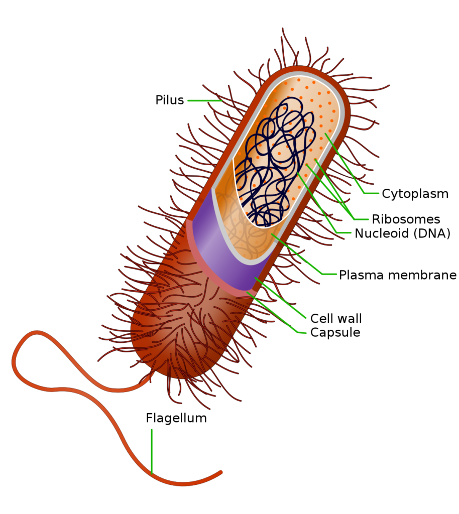 prokaryote 1678359677