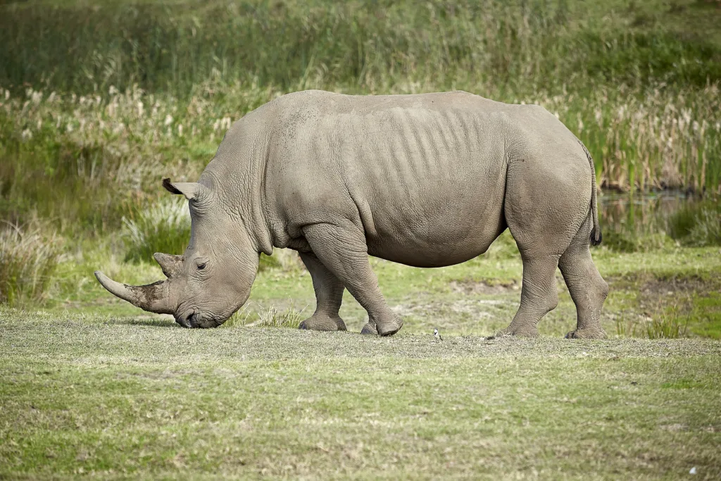 rhino 1678550029