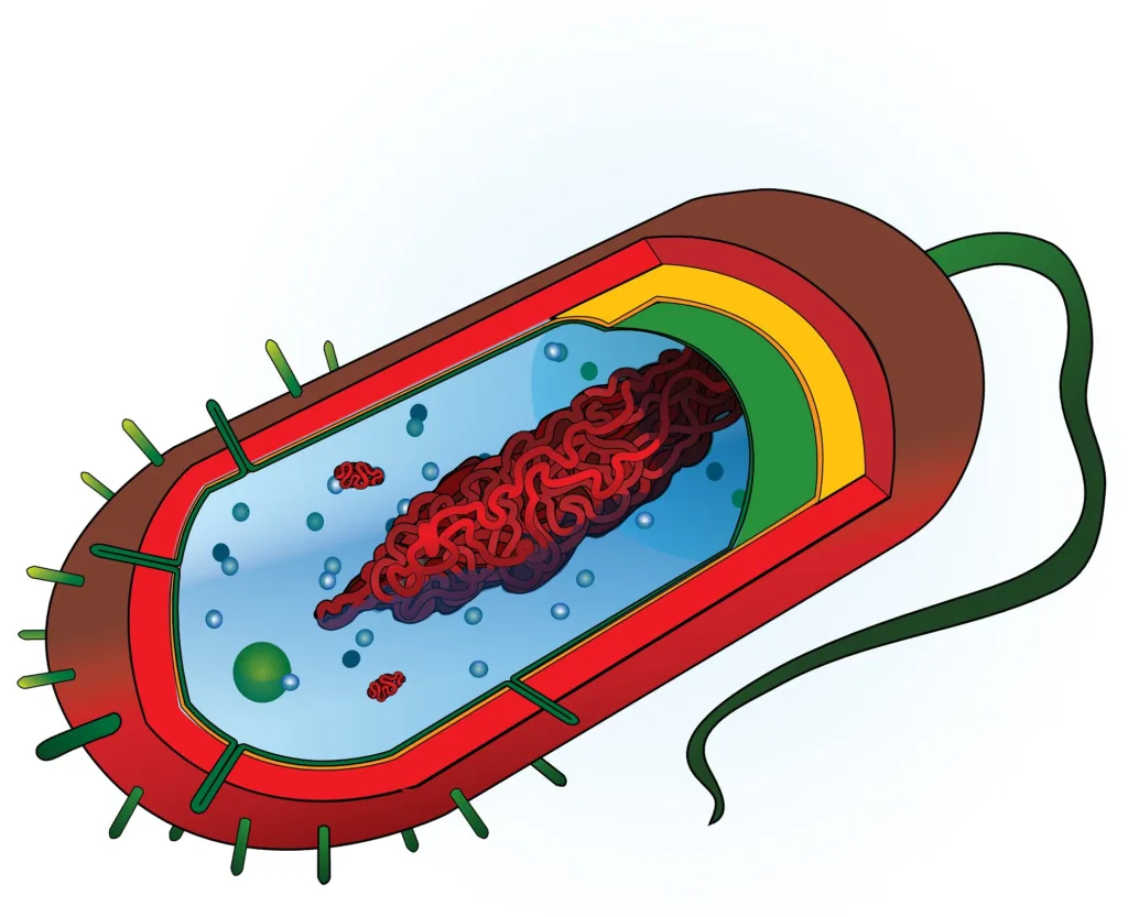 ribosome bacteria 1678359650