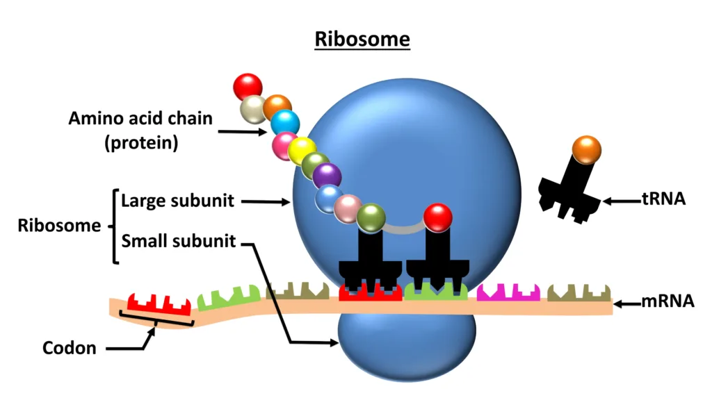 ribosomes 1679482561