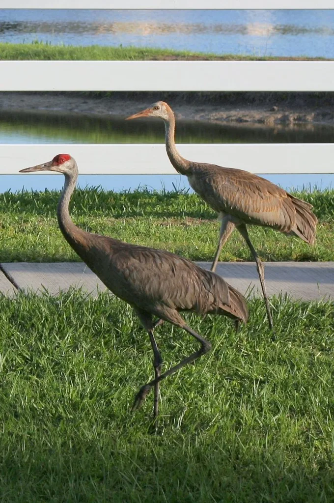 sandhill crane 1678550675