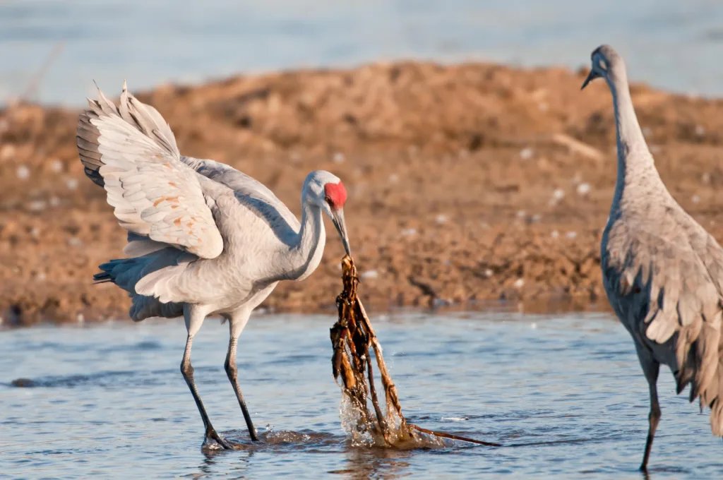 sandhill crane 1678550676