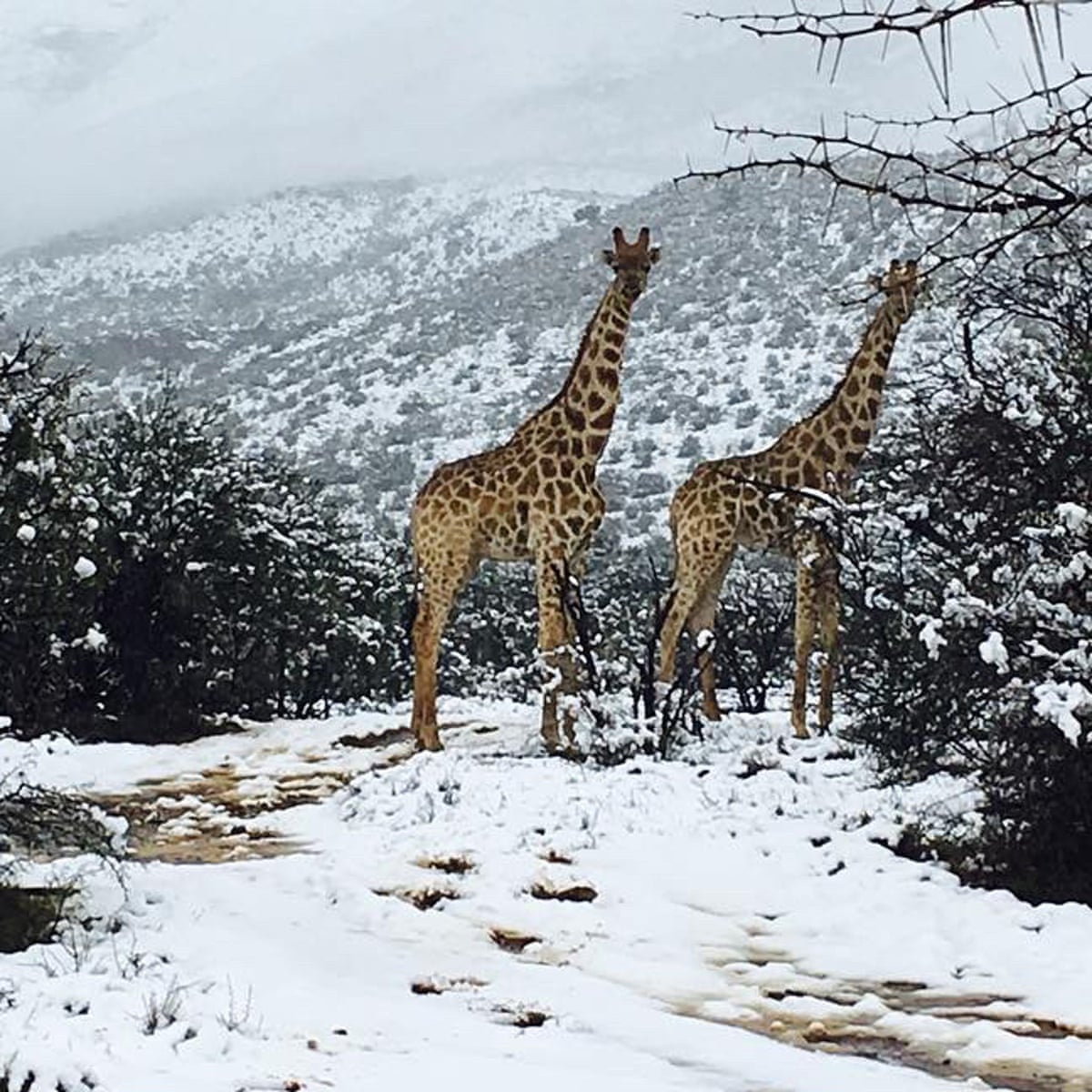 The Rare Winter Wonders of the Rainbow Nation of South Africa