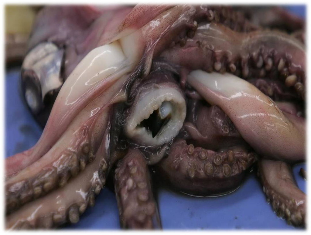 squid mouth 1678562847