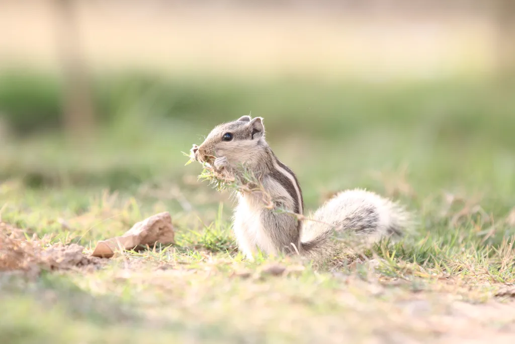squirrels eating 1678562992