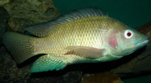 tilapia 1679756732