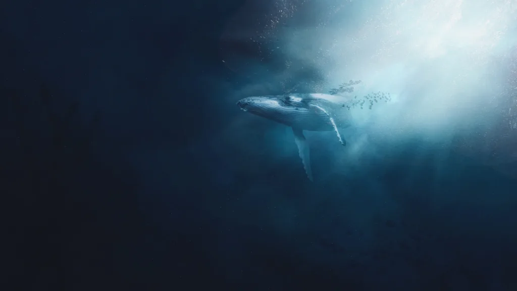 whale 1678611219