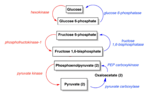 Gluconeogenesis 1680973121