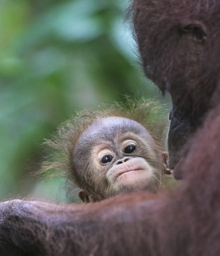 baby monkey 1682498970