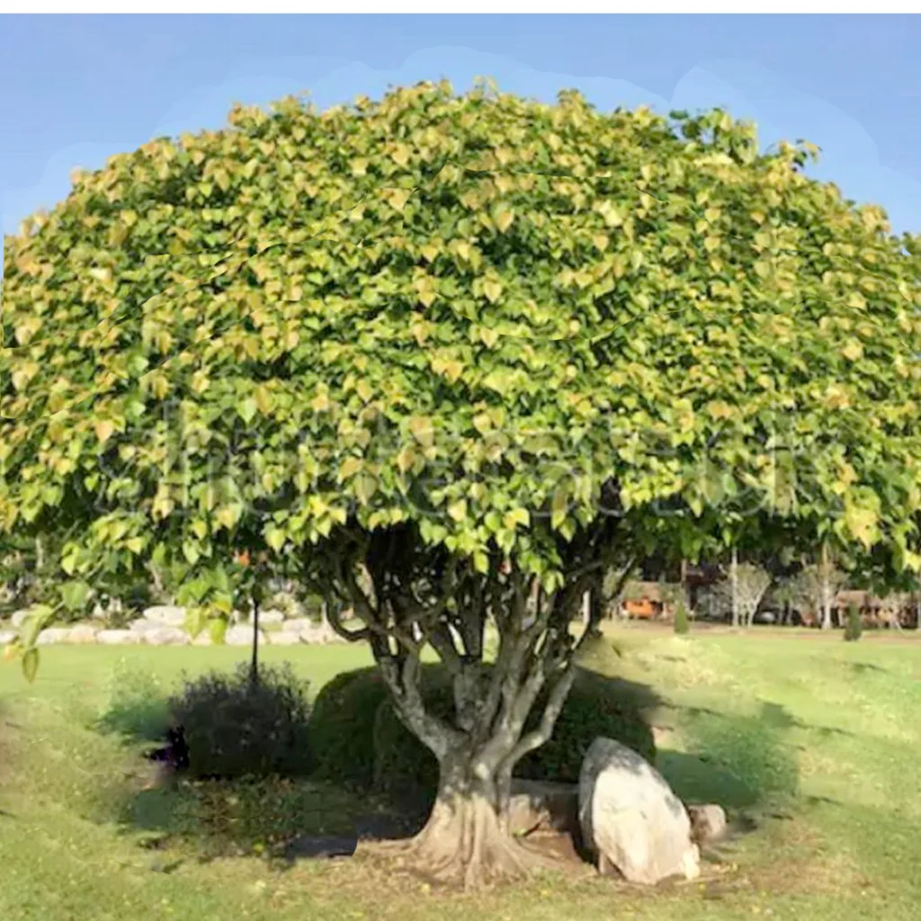 bodhi tree 1680955310