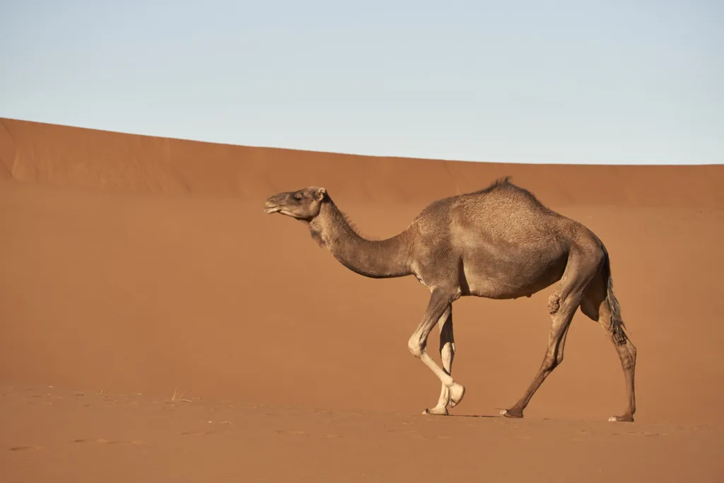 camel 1682059552