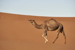 camel 1682407144