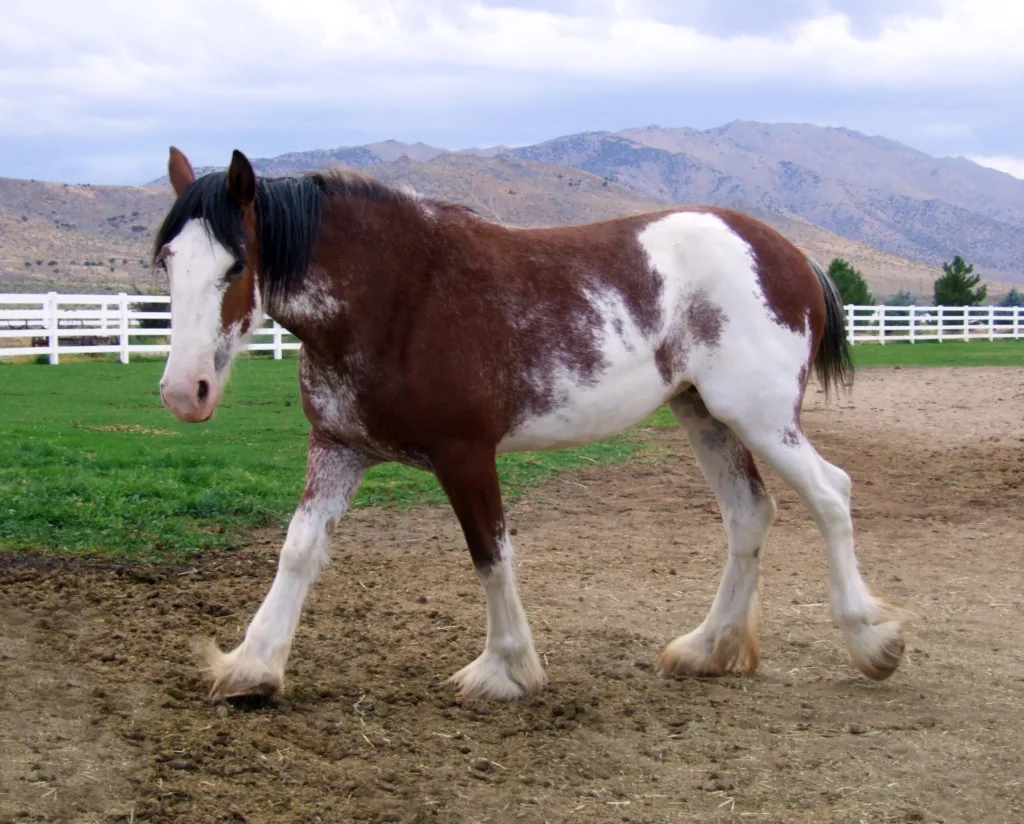 clydesdale horse 1682407274