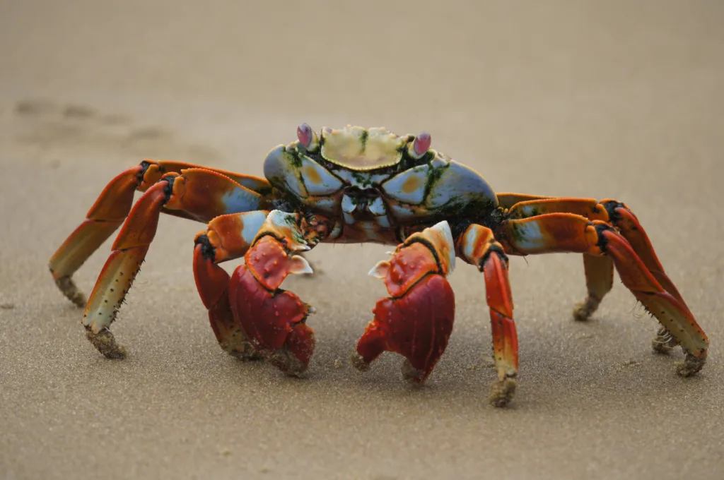 crab 1682212722