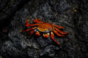 crab 1682212728