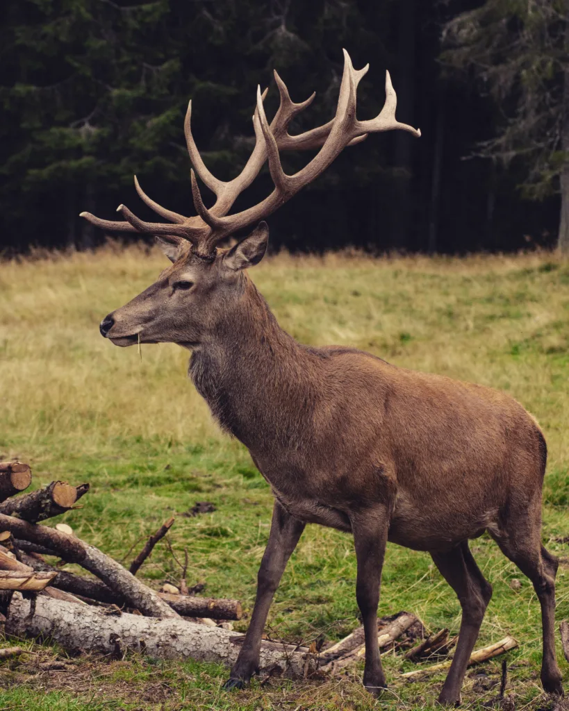 Tips for a High Shoulder Shot on Deer