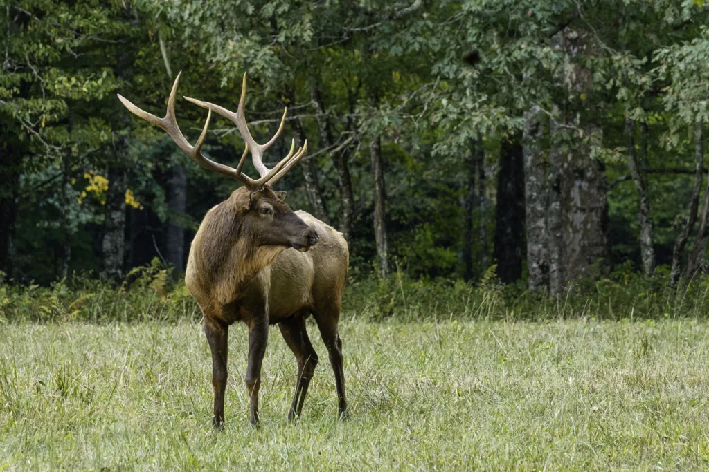 Tips for a High Shoulder Shot on Deer