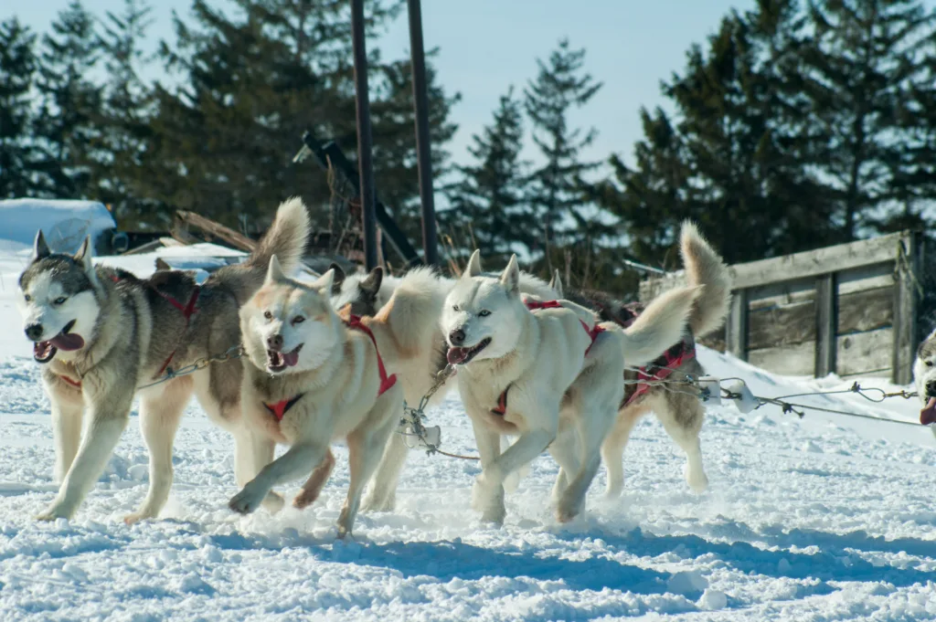 dog sled 1681375941