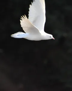 dove 1682070011